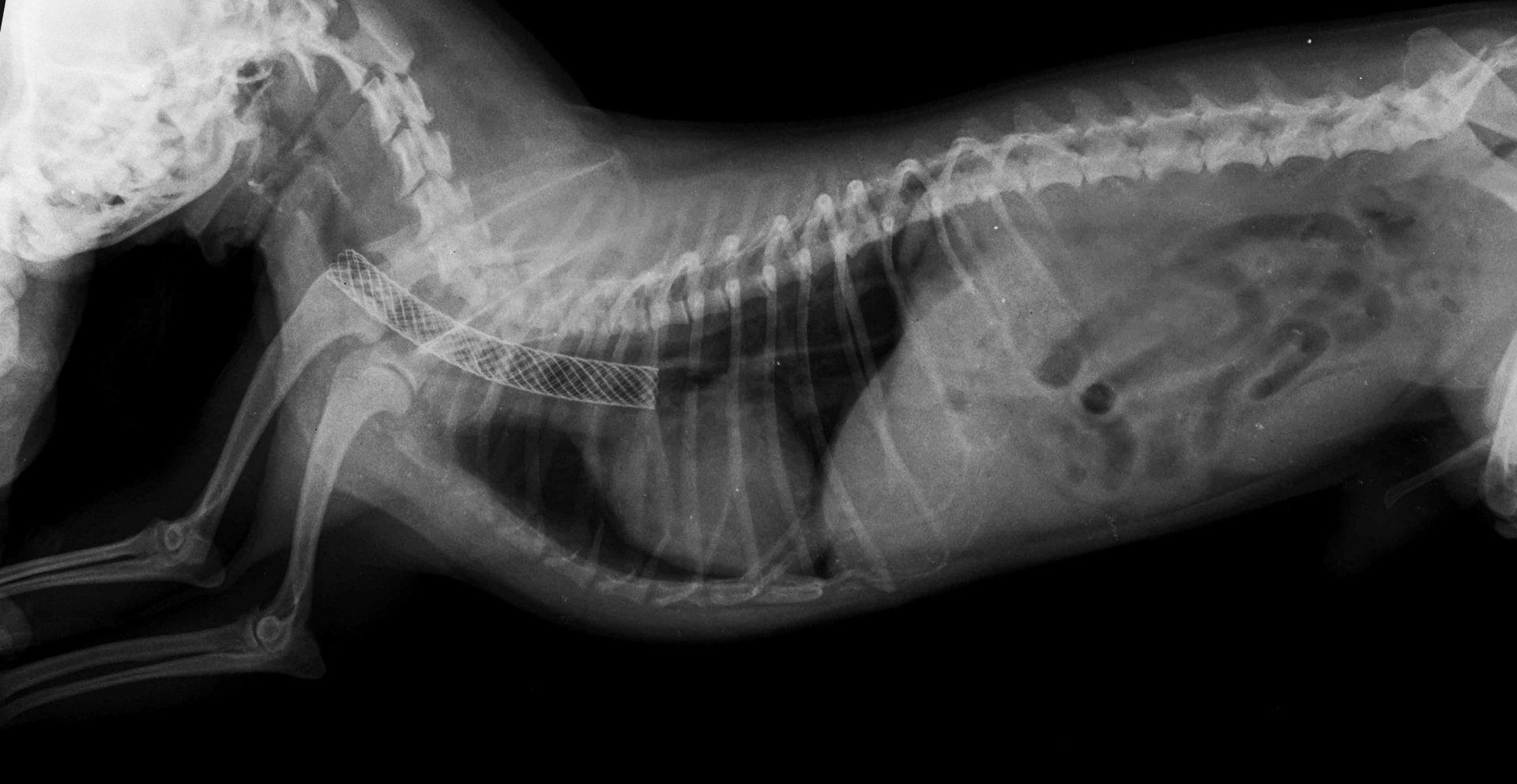 Стентирование собаки. Коллапс трахеи у собак рентген.