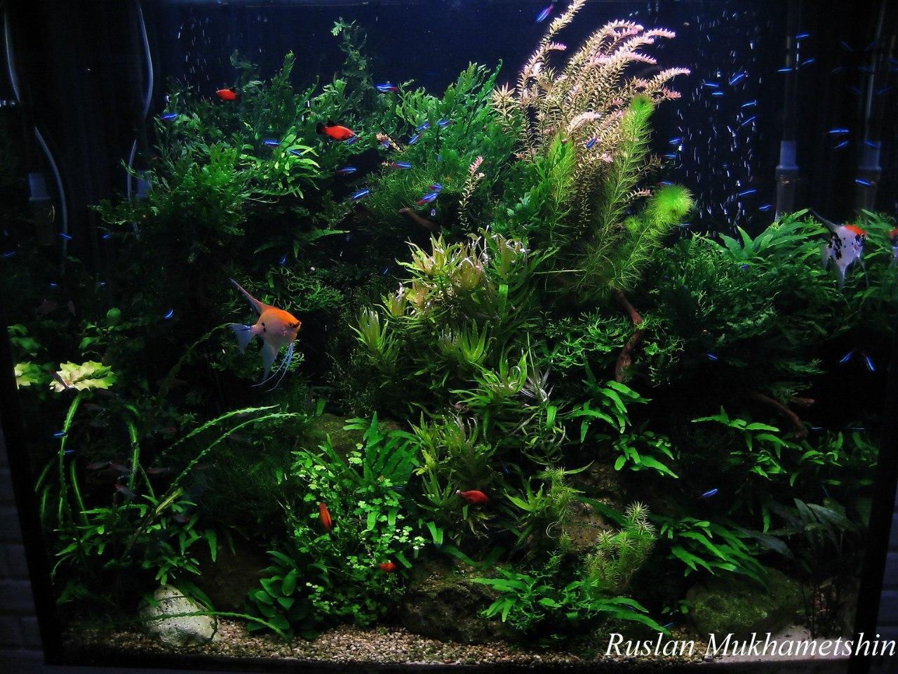 Гуппи, аквариумы, ул. Рихарда Зорге, 47, Казань - Яндекс Карты